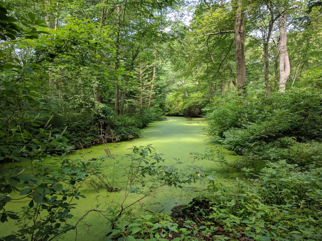 Webster Conservation Area exemplifying the stunning natural backdrop for outdoor activities similar to those found at Hammond Pond Reservation.