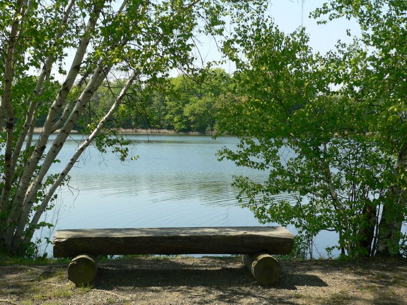 Discover the Natural Beauty of Webster Conservation Area in Newton, MA