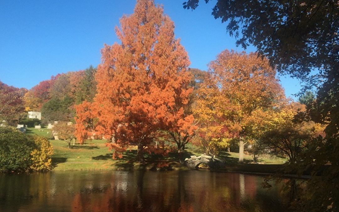 Exploring the Natural and Historical Wonders of Newton Cemetery & Arboretum